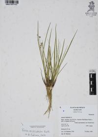 Juncus microcephalus image